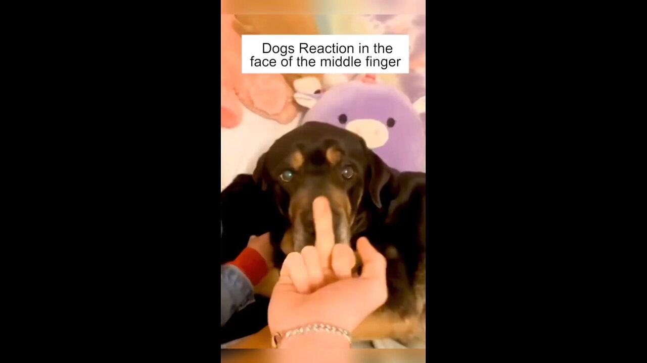 Dog’s Reaction In The Face Of athe Middle Finger 😂 So Funny