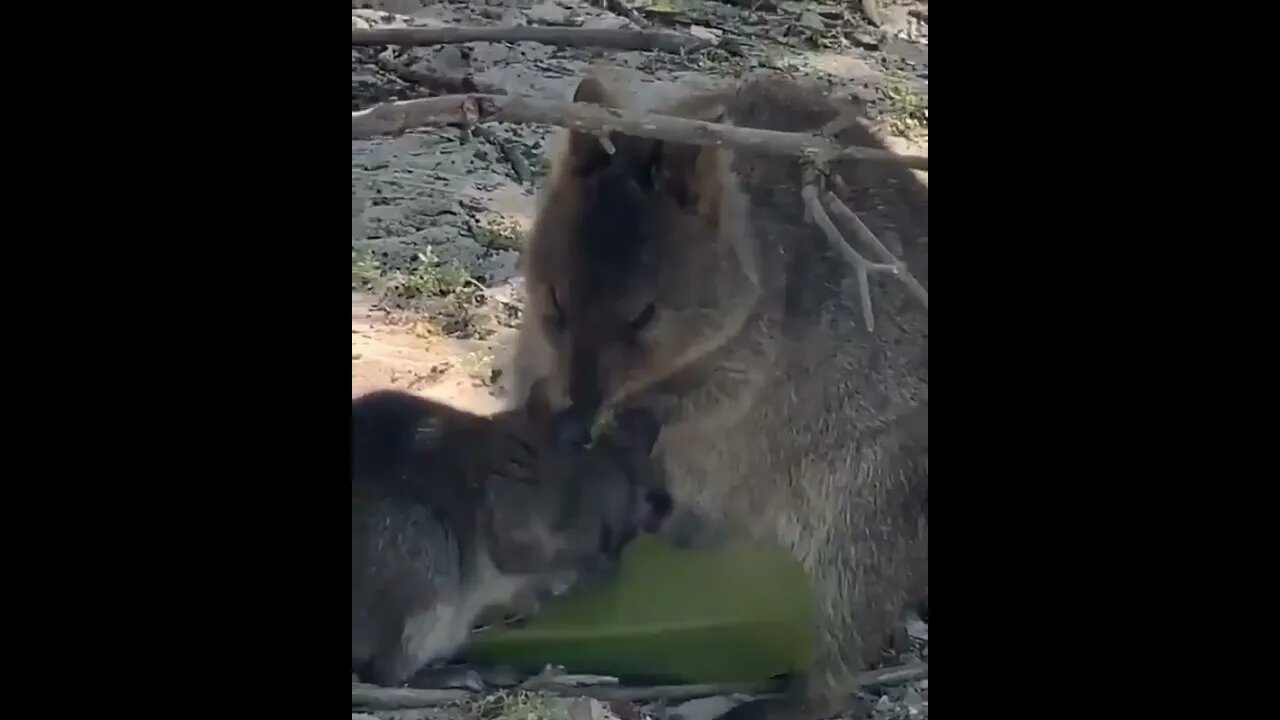 cute funny quokka- 54