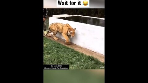 Lewis Hamilton pranks a tiger 😂