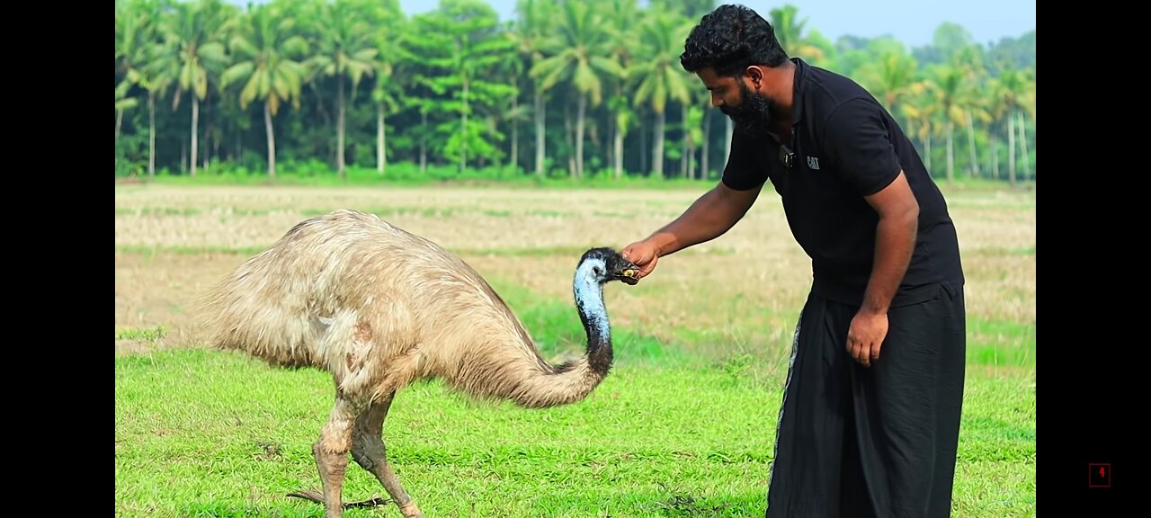 50Kg Emu Salt Fry