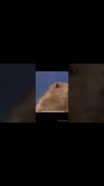 NO CONTEXT HAMSTER