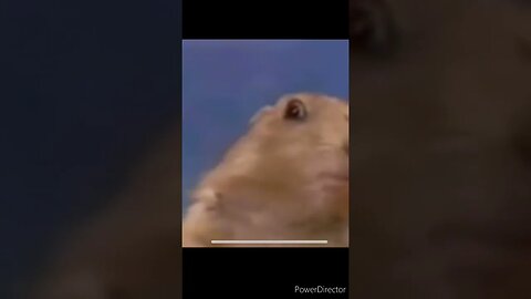 NO CONTEXT HAMSTER