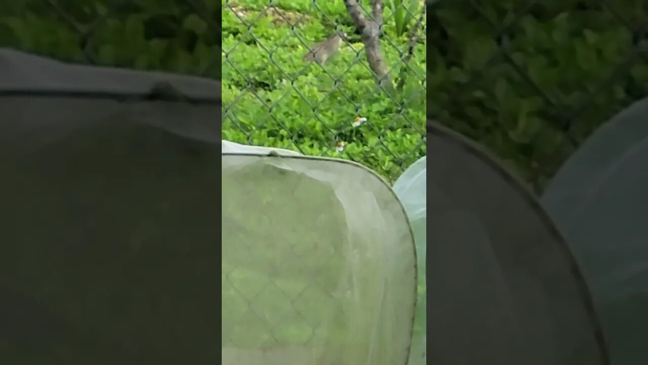 Guam rail Koko-bird capture prey