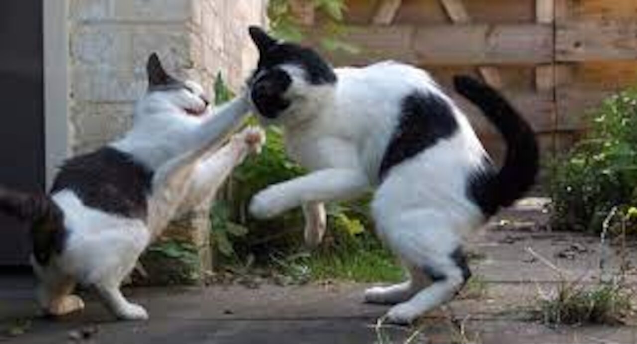 !!.. PELEAS DE GATOS EN LA CALLE ... !!