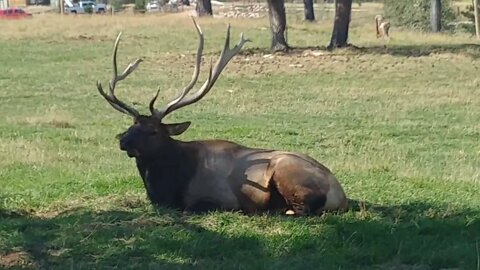 Elk in the shade