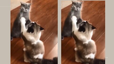 Funny and smart cats bring joy to your life