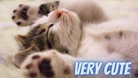 Best of Cute cats and Funny Cat Videos