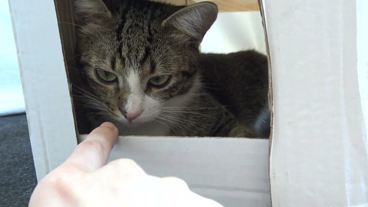 Kitten Has Moved to His Own House