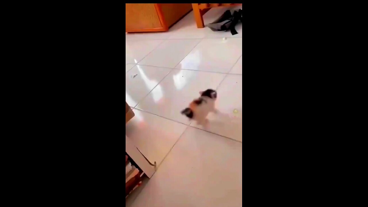 Funny cute cat video