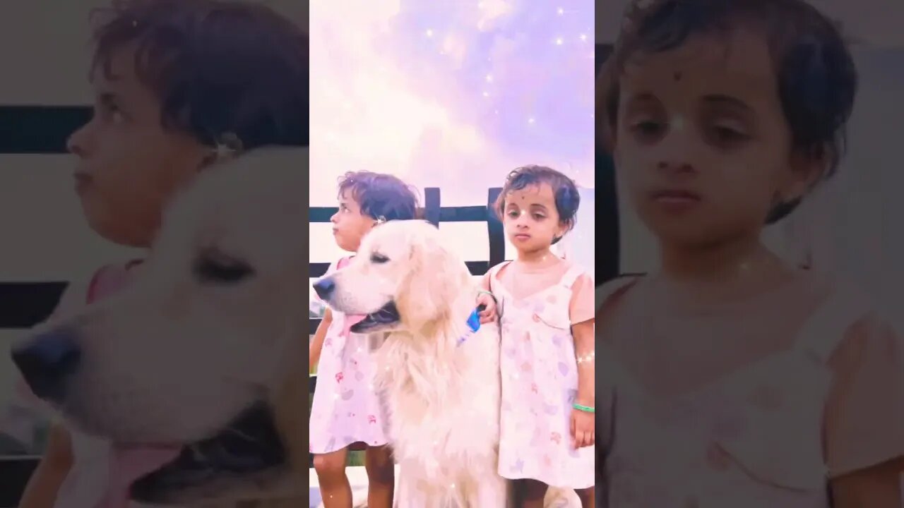 Perfect transition didn’t exist 🤷♂️#goldenretriever #ytshort #shortvideos