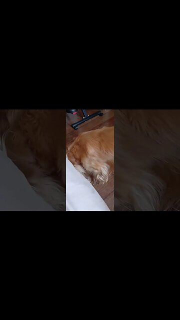 #dogshow , #animals , #dogs , #shorts