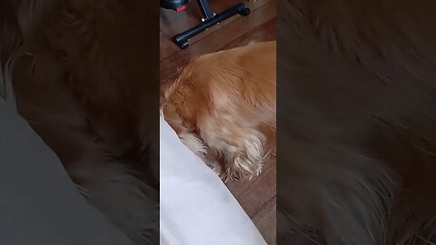 #dogshow , #animals , #dogs , #shorts