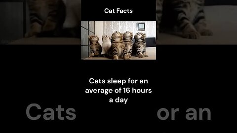 Cat Facts #shorts #youtubeshorts #cat #facts #Humor