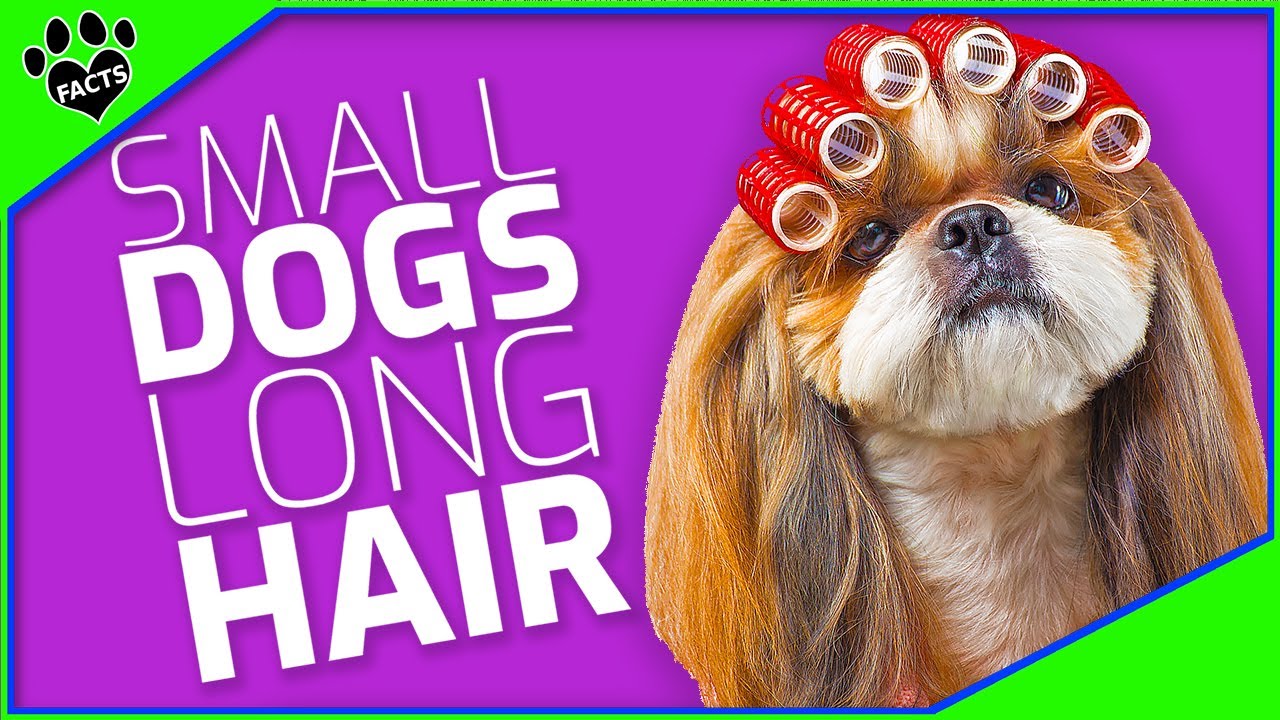 You'll Adore These Luxurious Long Haired Small Dog Breeds