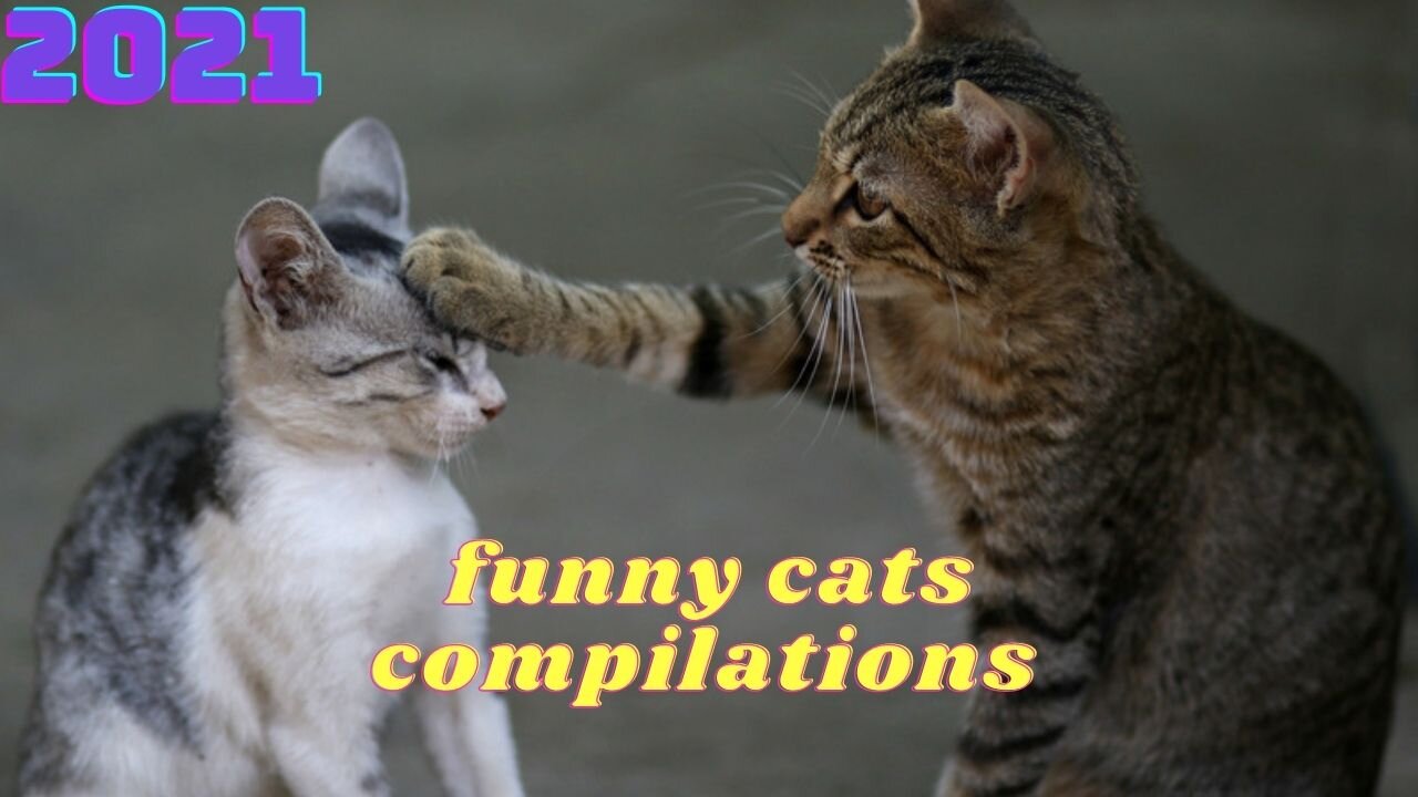 Funny cats compilations 2021 | funny cats motel!