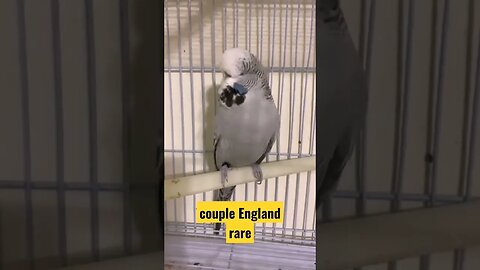 couple England rare