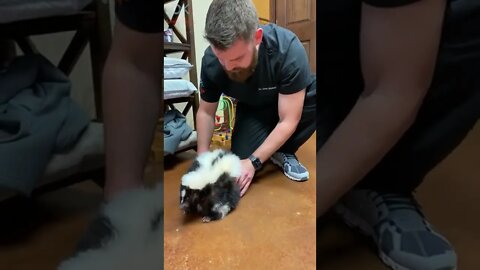 Skunk Adjustment