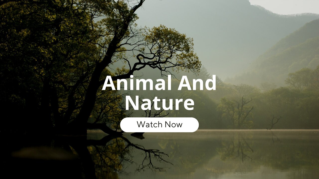 ANIMALS and NATURE in 8K Ultra HD - A Breathtaking Wildlife Experience!