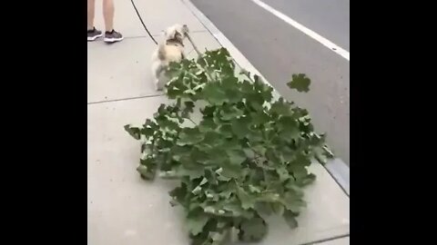 That ain't just no stick. That's the whole tree ... !! 😄 #shorts #dog #tiktok #animals #Jayla