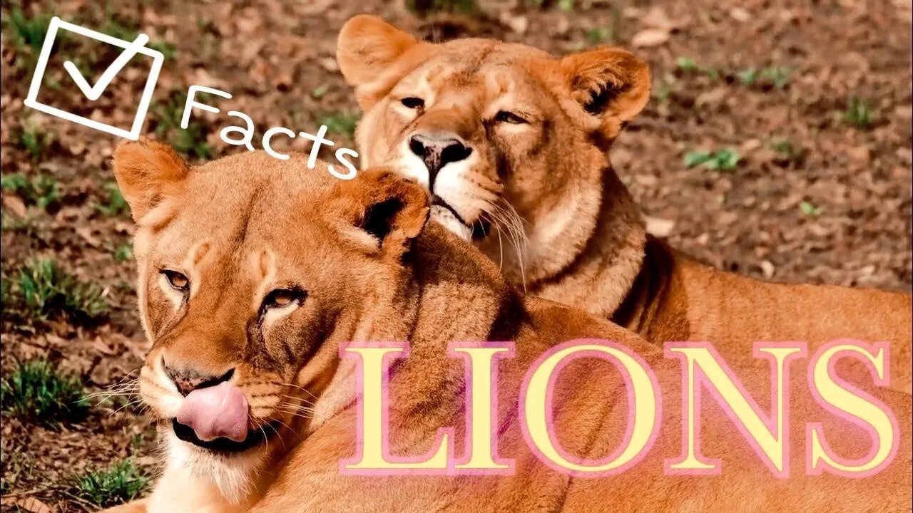 Lion Facts