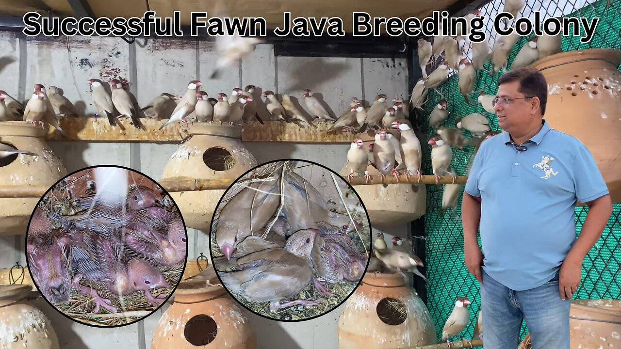 Fawn Java Sparrows Breeding Colony by Syed M Gul Bhai Amazing Breeding Results!