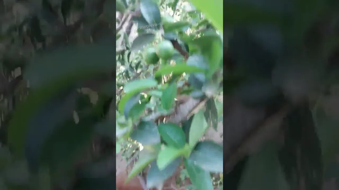 ACEROLA PRIMEIROS FRUTOS