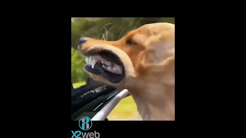 FUNNY Videos Animals