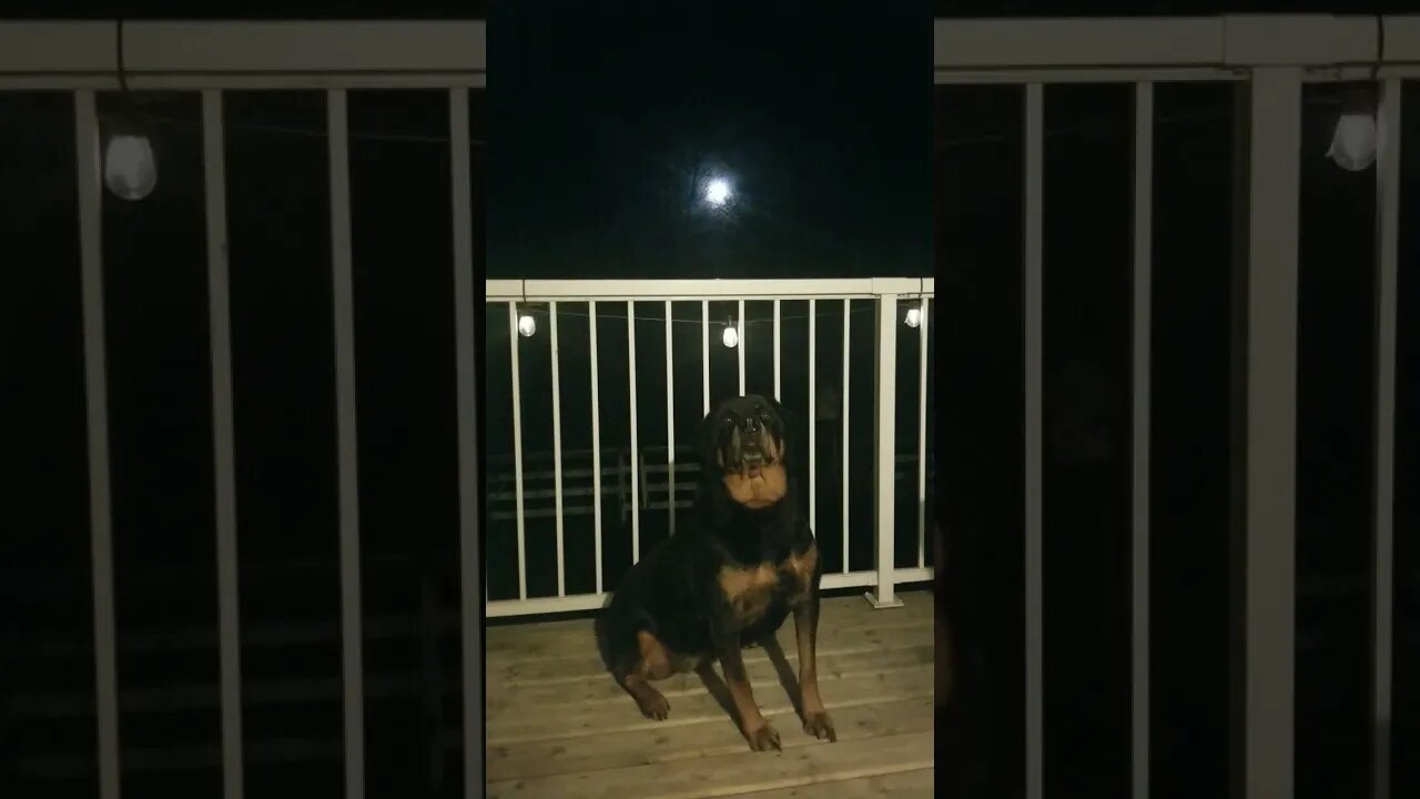 Rottweiler Talking To The Moon 🌕 #rottweiler #shorts
