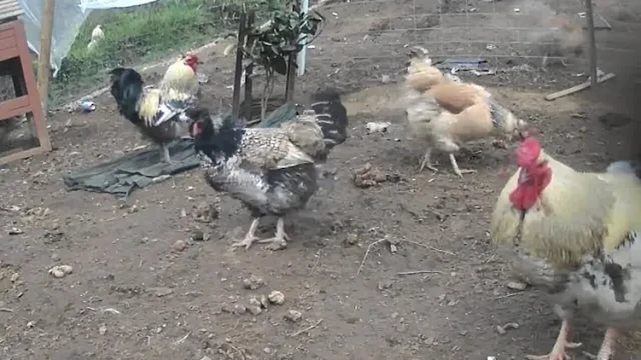 Hens and their roosters enjoy the warm winter day