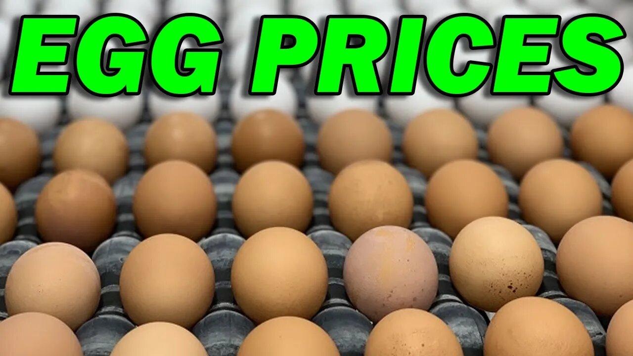 Egg Prices are Down, but Why?!