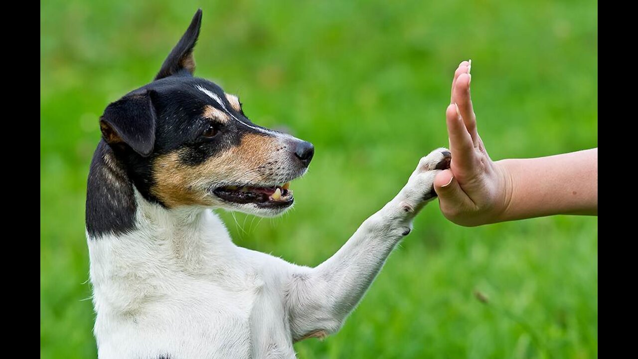 Puppy Learning and Performing Training Commands | Dog Showing All Training Skills