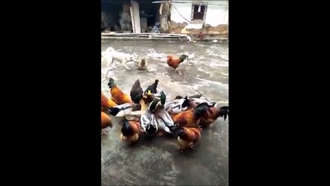 Dog saves a duck