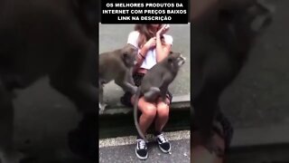 veja o que esses macacos fizeram com essa turista