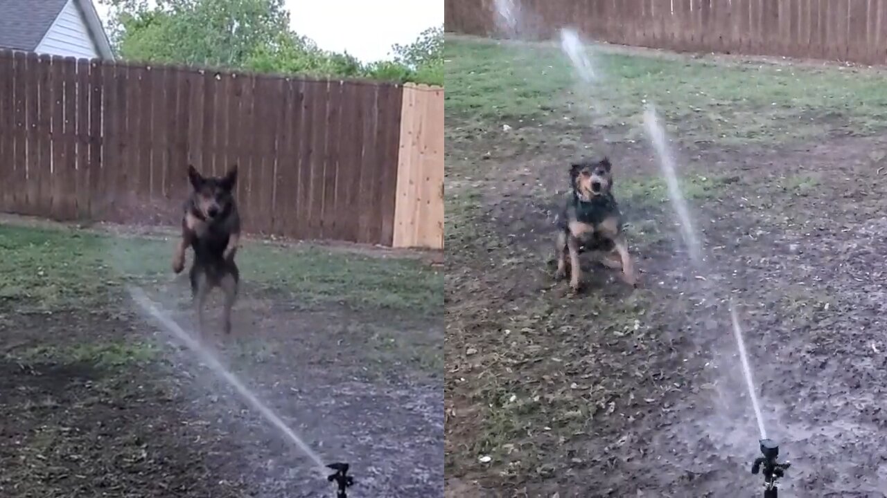 Dog playing with water sprinkler