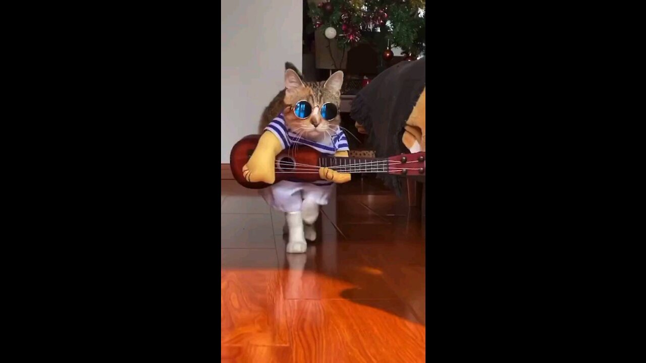 Cat Good Actor