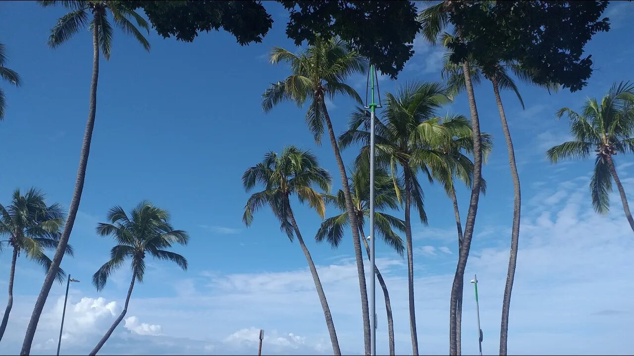 a fazenda ao vivo
