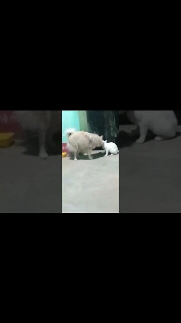 Dog has the cutest puppy dog eyes you will ever see… 🥺 #dog #cute #puppy #shorts