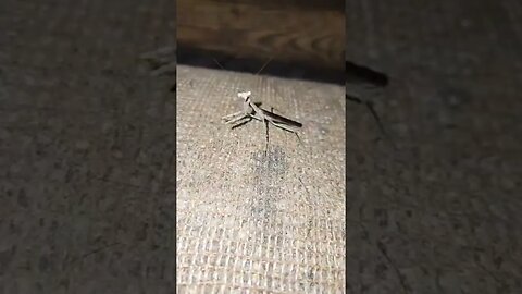 praying mantis