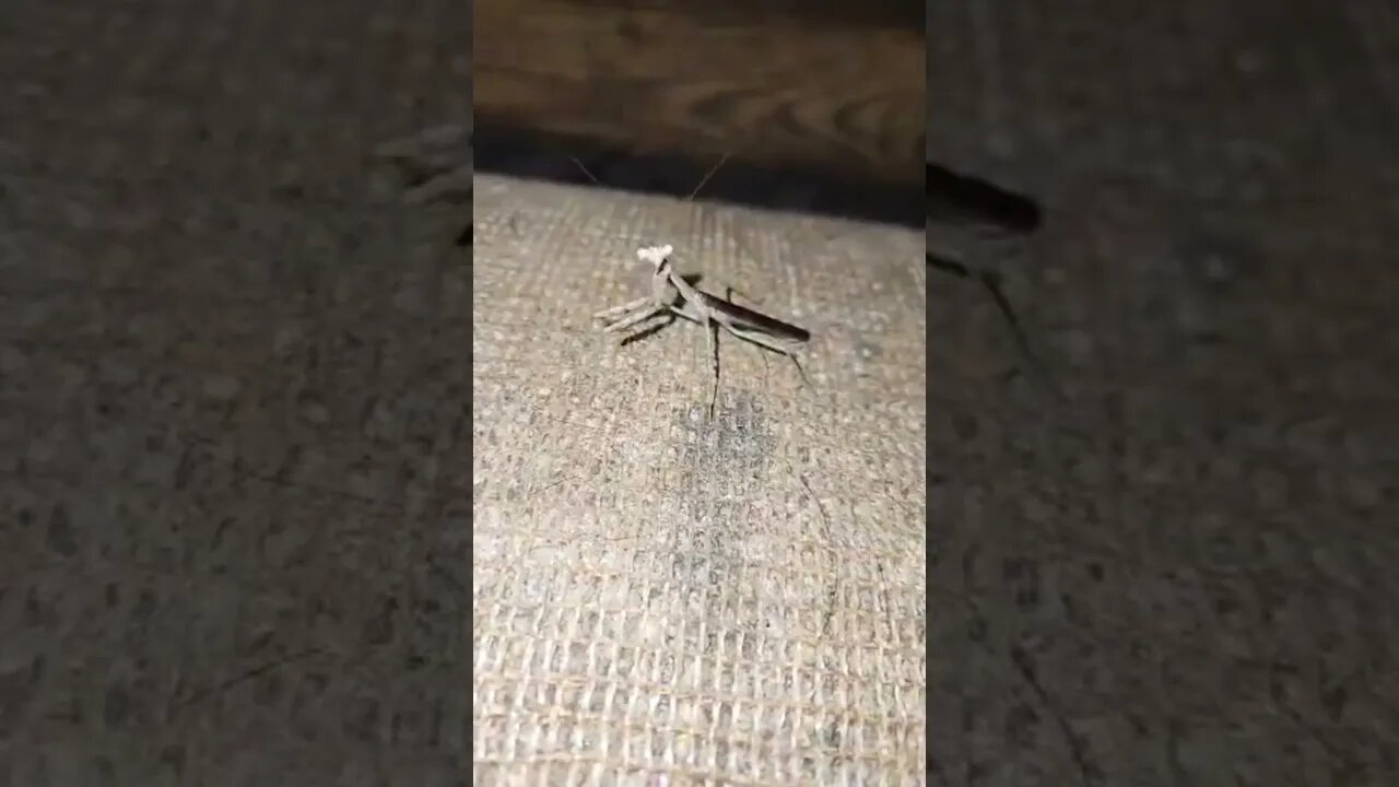 praying mantis