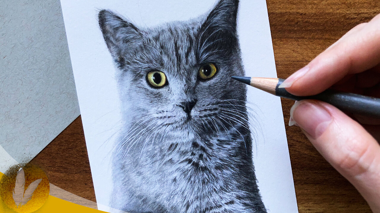 How To Draw A Cat With Colored Pencils Beginner Tutorial