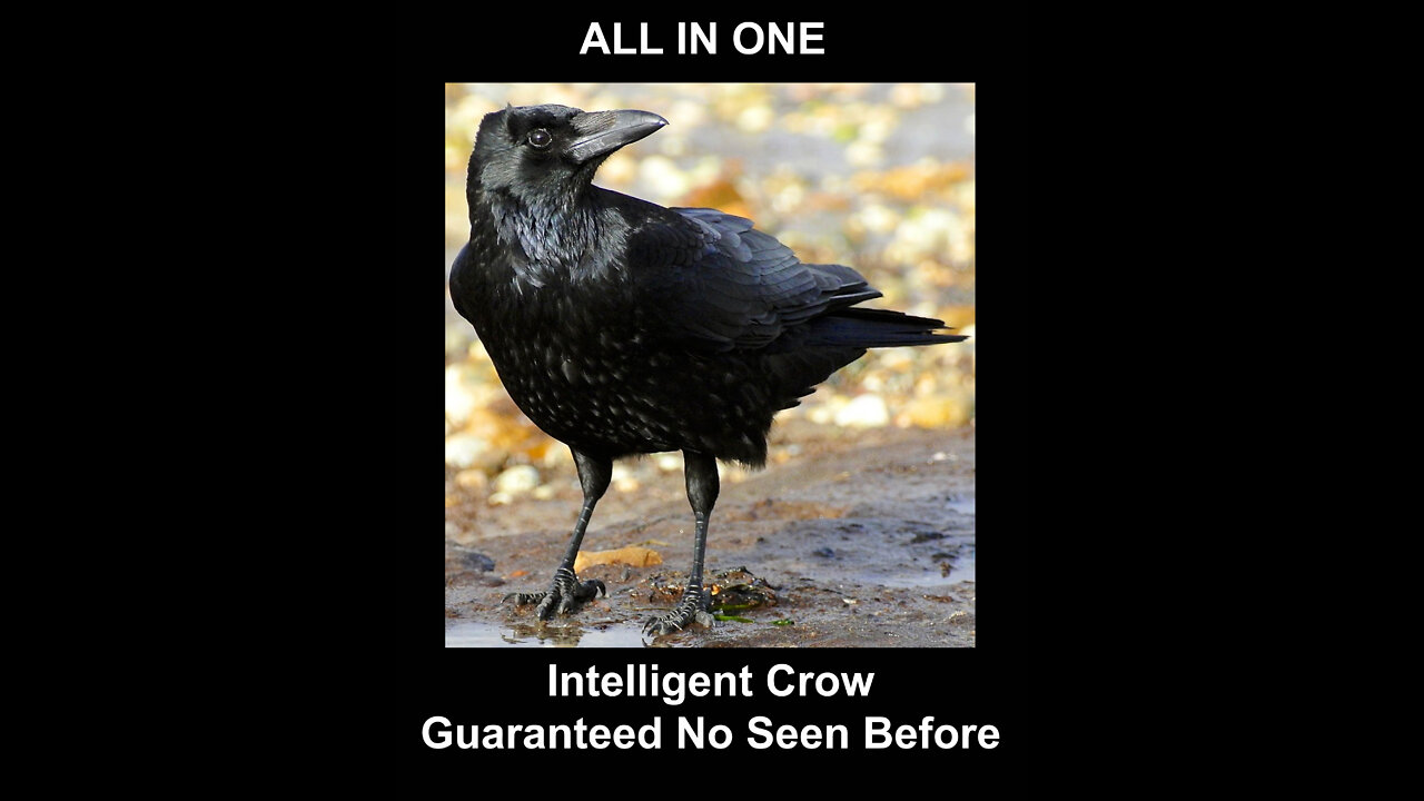 Guaranteed No Seen Before Intelligent Crow