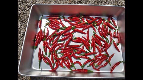 Chili Peppers Ready To Harvest 8/9/23