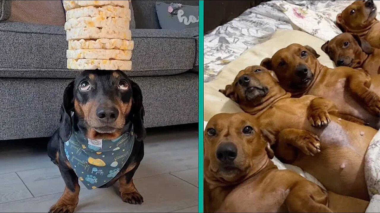 The Funniest Dachshund Moments 2023 | A Hilarious Compilation for Sausage Dog Lovers