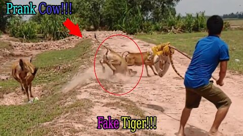 Wow Nice! Counterfeit Tiger Prank Cow, Dog So Funny Action Cows, Dogs 2021