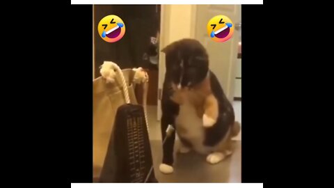 Cat Funny Video