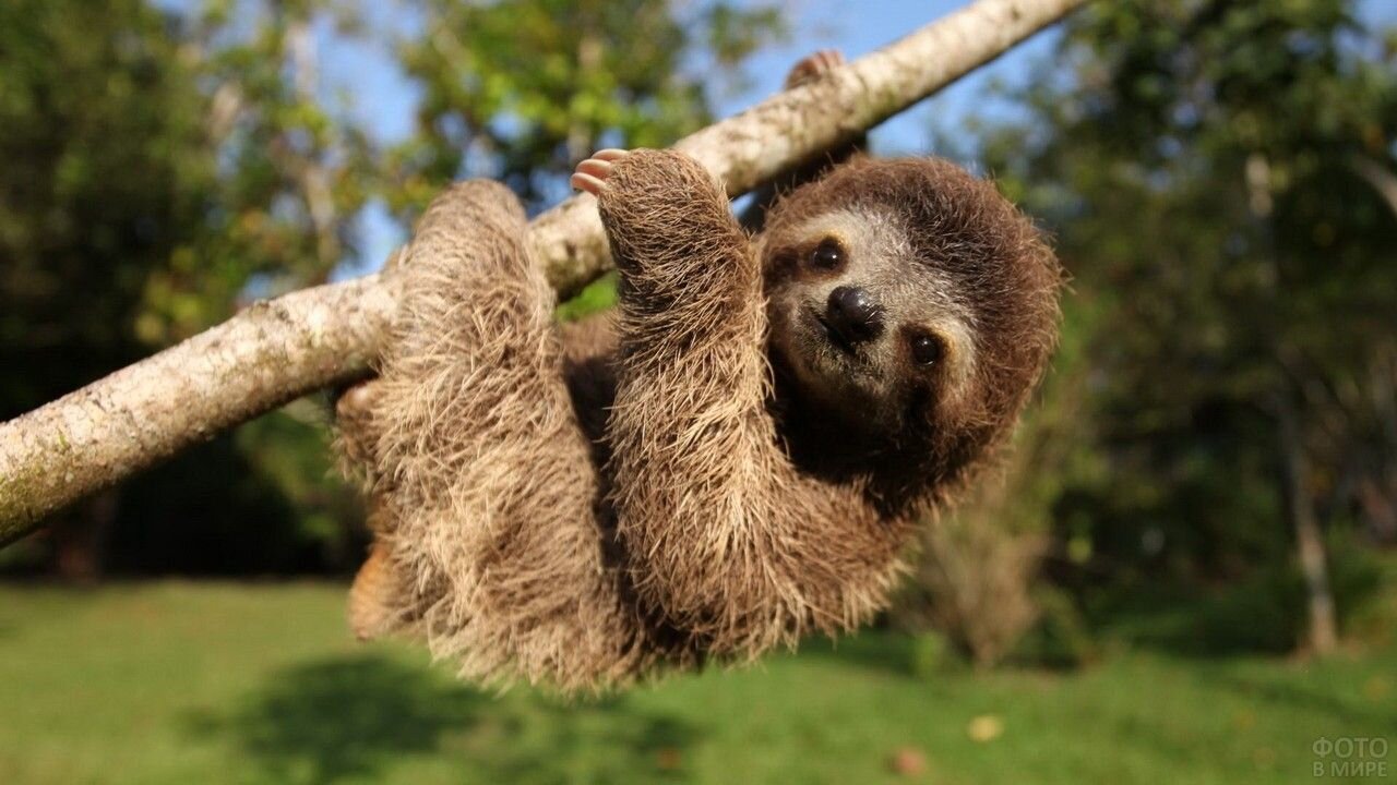 Baby Sloths Being Sloths - FUNNIEST Compilation