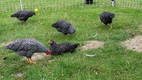 Hanging out with our Teenage (mutant ninja) Chickens