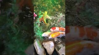 Koi fish feeding || Beautiful Japanese koi fish || #shorts