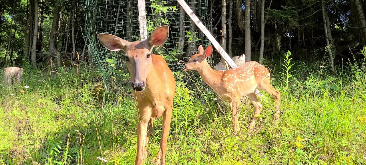 Deer's Reaction to the rabbit