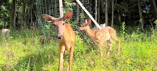 Deer's Reaction to the rabbit